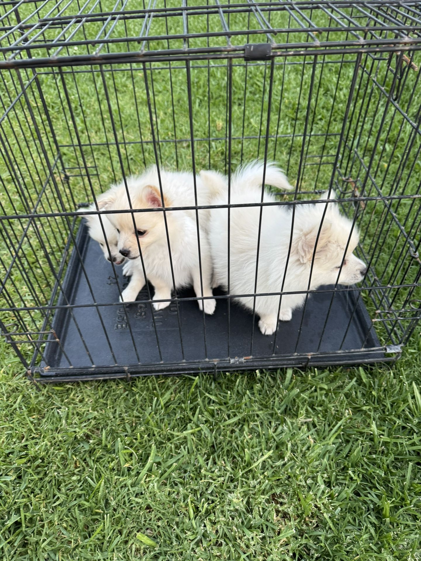 Selling Dog Fence 