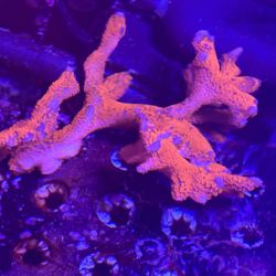 Fake Decoration Forest Fire Digi