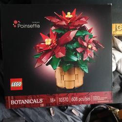 Poinsettia