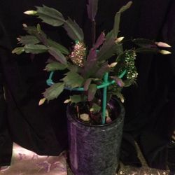 Thanksgiving And Christmas Cactus