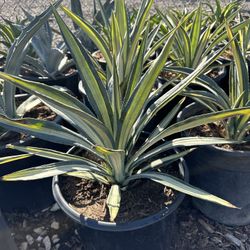 Agave