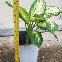 Dieffenbachia Plant,  Live 