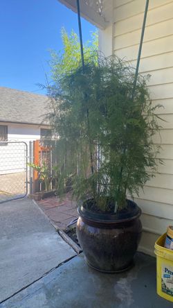 House plant