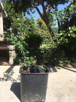 guamuchil tree