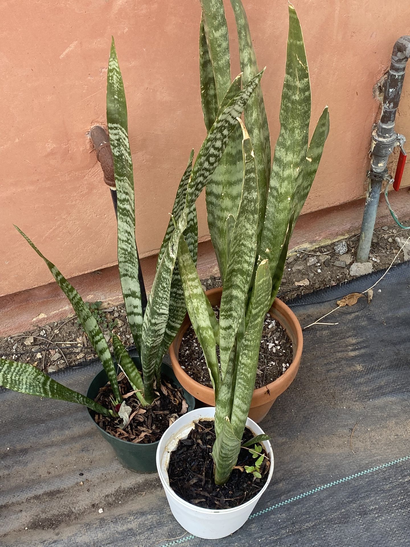 Snake Plants