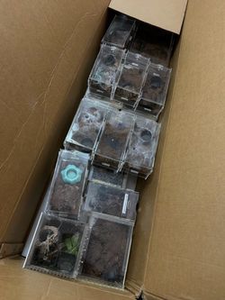 Lot of spider enclosures