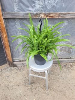 Fern 10" Nursery Pot