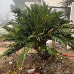 Free Sago Palm