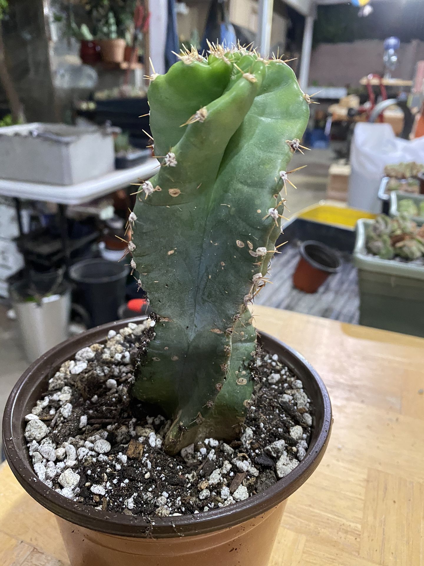 1 cereus forbesii spiral cactus. 6” tall