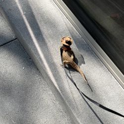 Leatherback Bearded Dragon and Enclosure