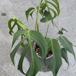 Monstera Brulee Marx Flame Rooted