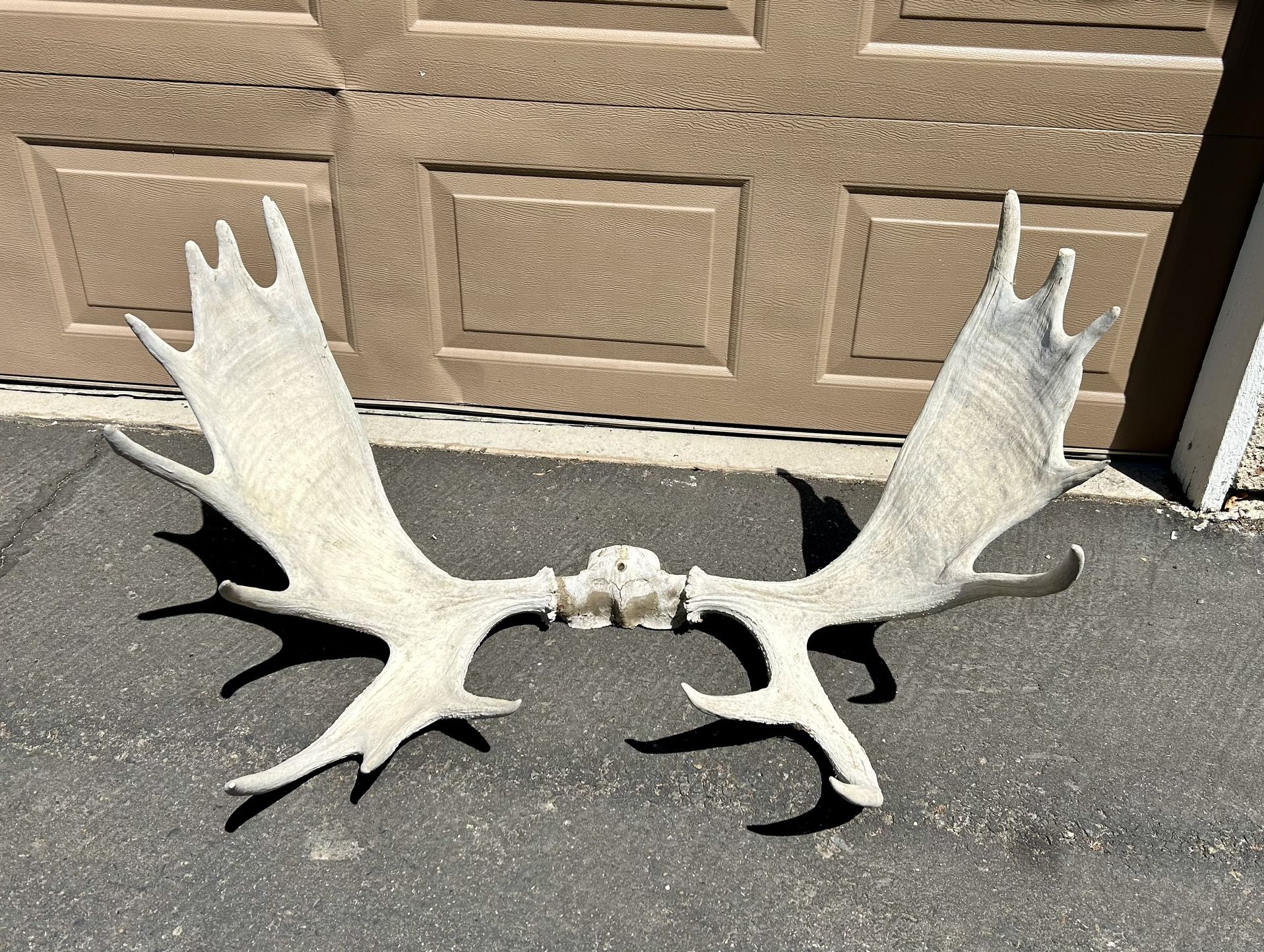 Large Alaskan Moose Antlers