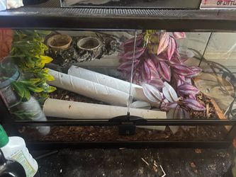 Crested gecko tank