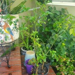Chile Plant