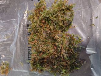 Java moss