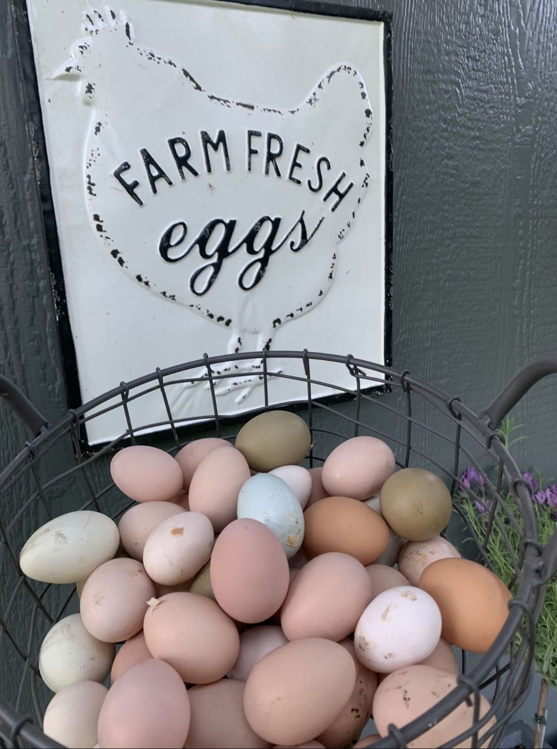 Organic Fresh Chicken Eggs