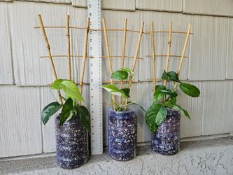 Epipremnum Pinnatum Albo plants (Pothos)