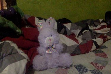 pinkish purple bunny