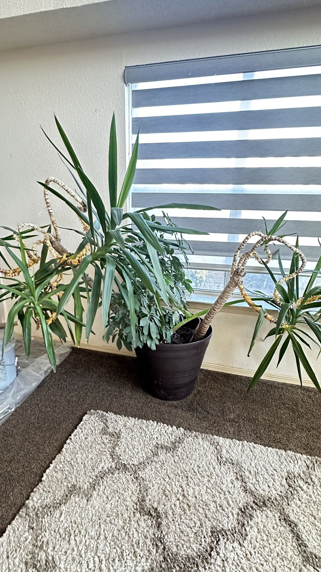 House Plants