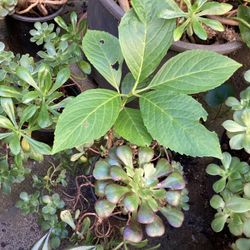 Hydrangea & Succulents