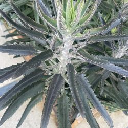 Big Kalanchoe Plant 🪴 