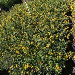Yellow lantana Bush