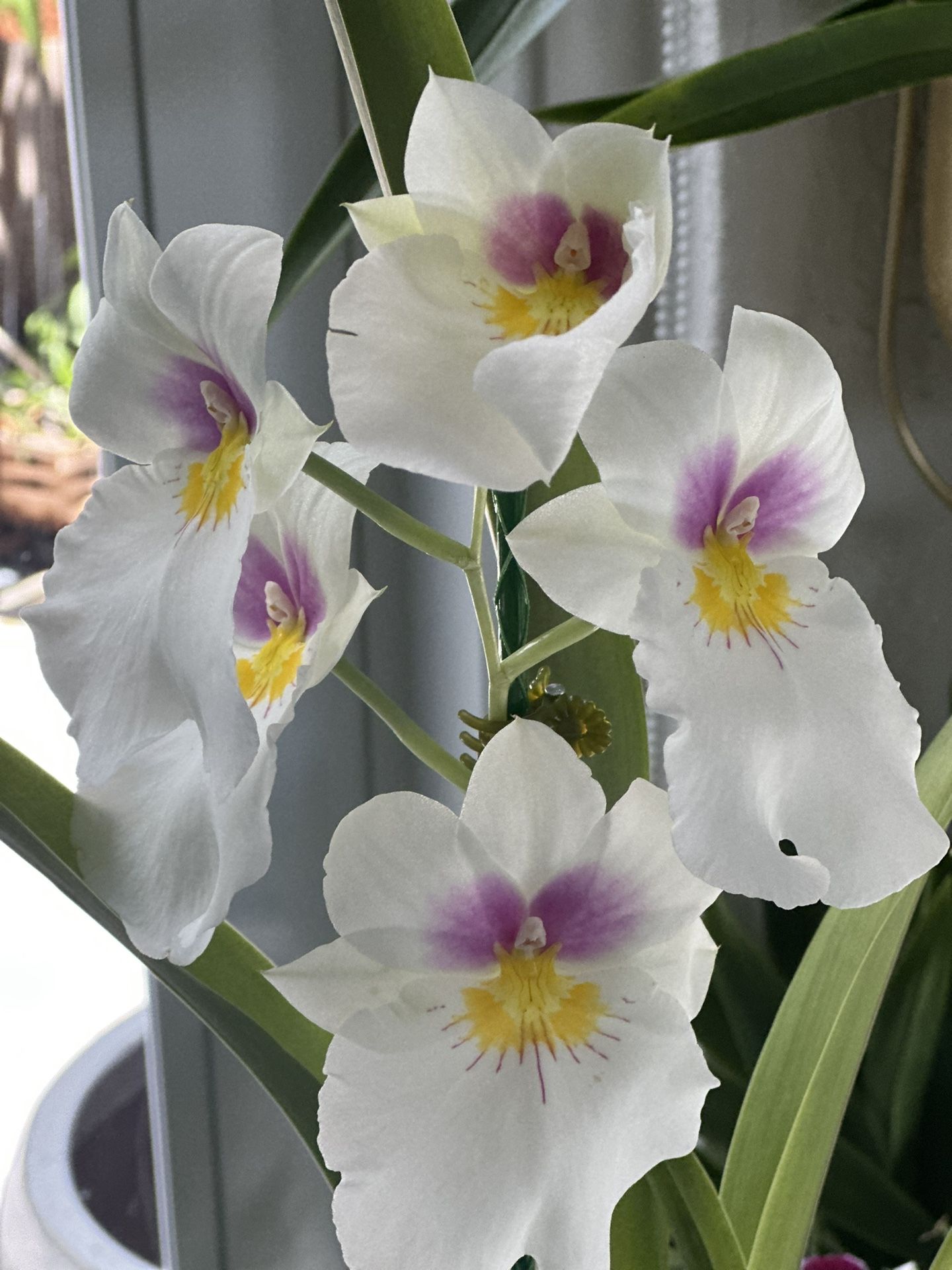 Miltoniopsis “Rene Komoda” Orchids in 4” pot in spike .