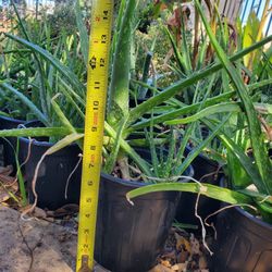 Aloe Vera Plants $5 Each Pot .Pick Them Up Anytime In Lago Vista. 