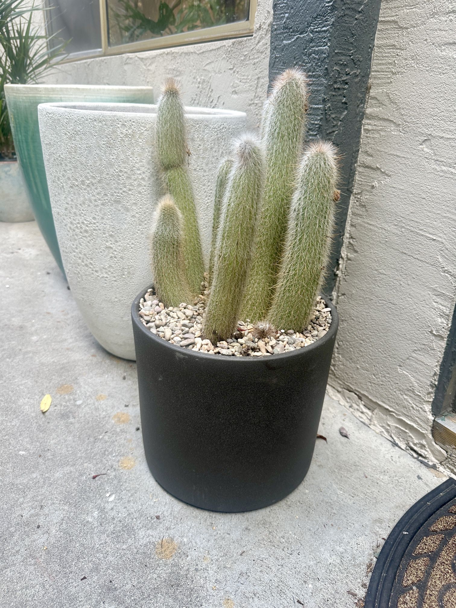 Large Old Man Cactus Plant Potted for you in New Planter Pot