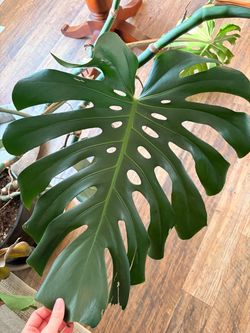 Large Monstera w/ Ceramic Pot