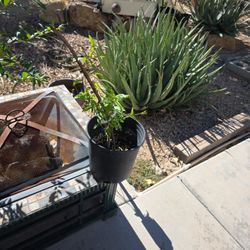 Pomegranate Cutting Tree
