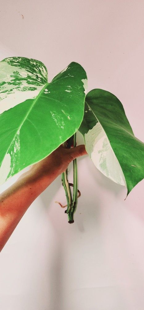 Monstera Albo Variegated