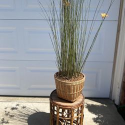 Cane Stand with Plant