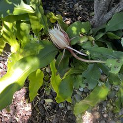 Epiphyllum Orchid 