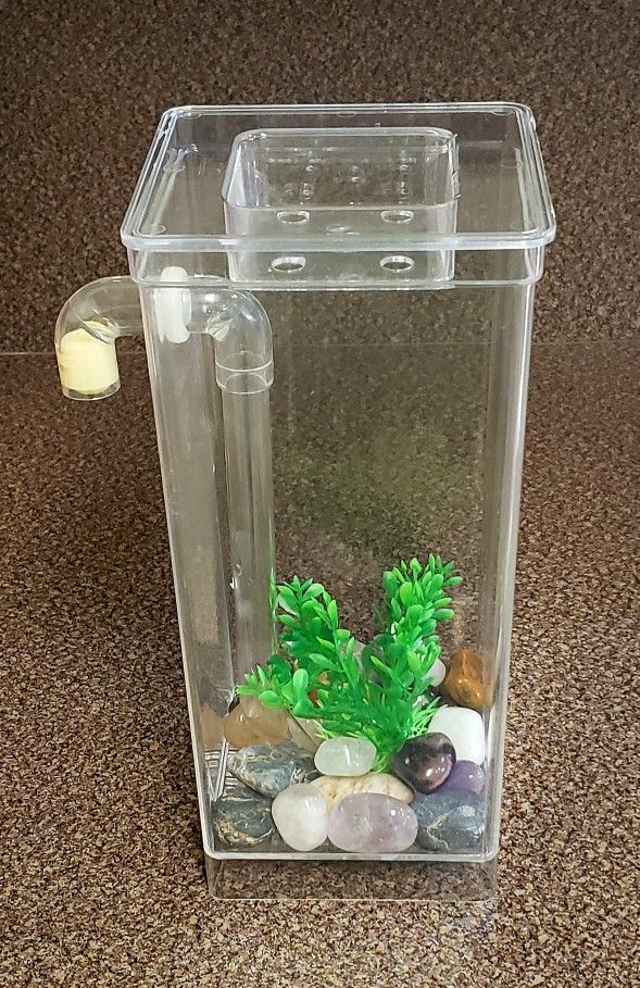 Betta Setup 