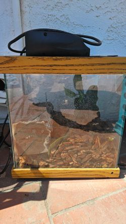 Terrarium small