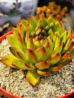 Korean Echeveria Agavoides Succulent