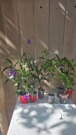 Ruellias fullsun or partsun 2 each