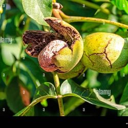 pecan tree grafted 30gallon 