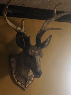 Deer head