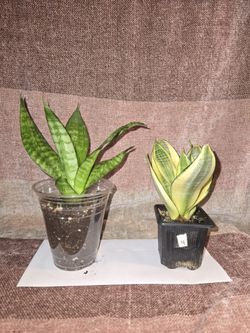  Snake Plant Bundle 