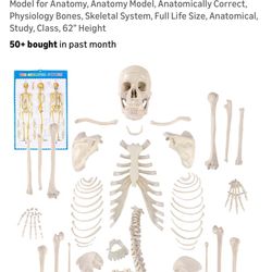 Houseables Disarticulated Human Skeleton