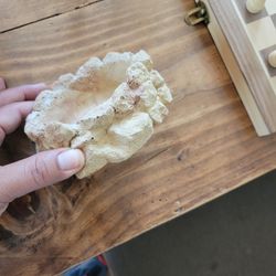 Reptile Food/water Bowl