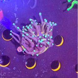 Tiger torch Coral Fake