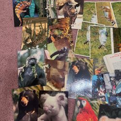 Huge Bundle vintage postcards paper advertising Disney animal zoo lot card
