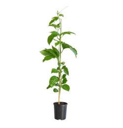 Passion fruit plant
