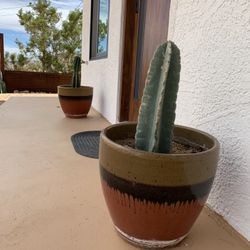(4) Peruvian Apple Fence Post Cactus Cacti In Ceramic Pots