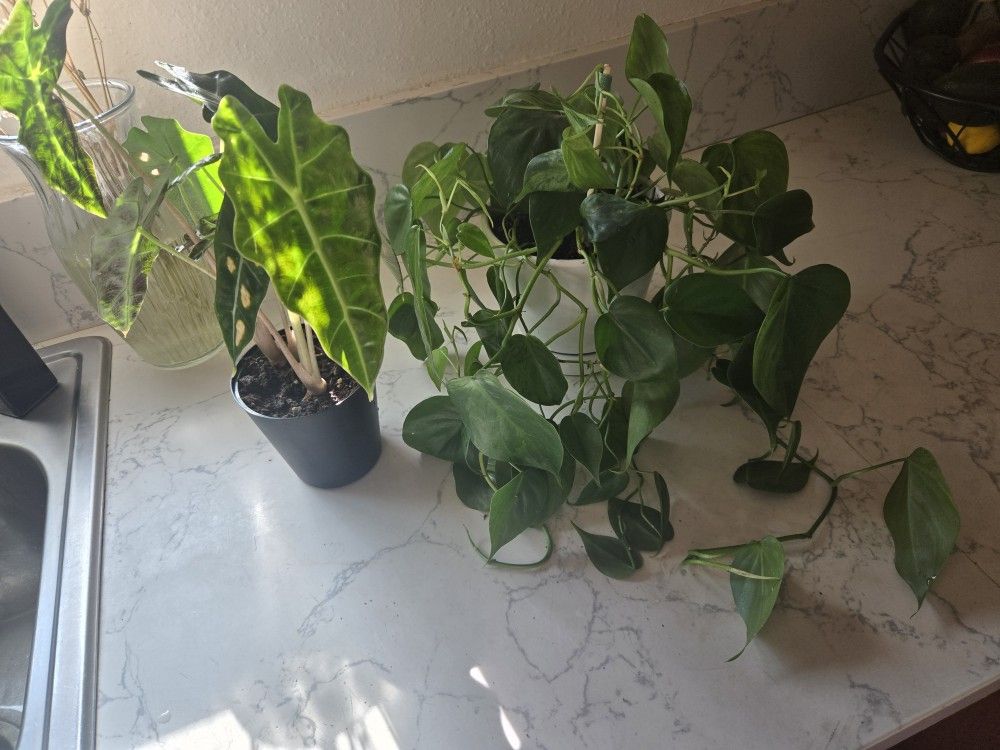 Plants 