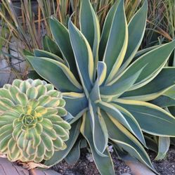 Foxtail Agave
