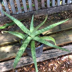 Aloe Plant